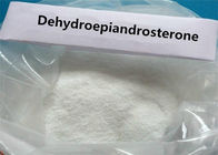 99.5% Purity Anti Aging Losing Weight Steroids DHEA Dehydroepiandrosterone 53-43-0